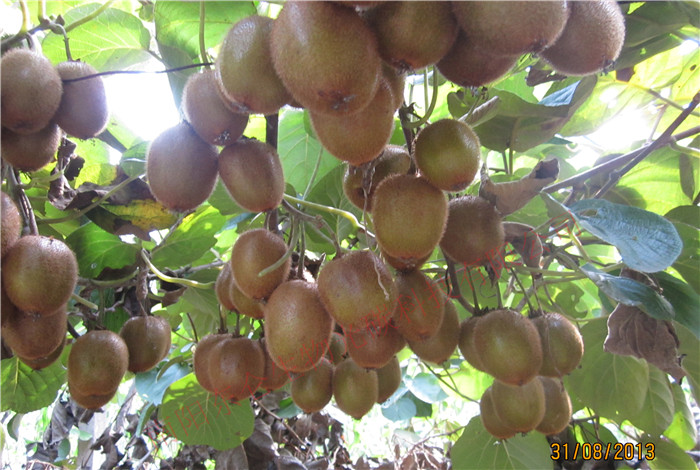 {h̼˷ʫJҹ(sh)֦^Xixia County, gonton fertilizer, kiwi fruit, Bending Branches