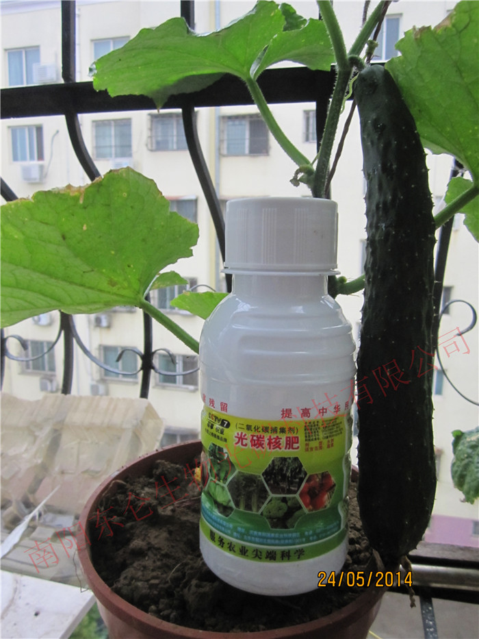 (yng)_辰С Y̼SBalcony bonsai small flower pot, out of light carbon big cucumber